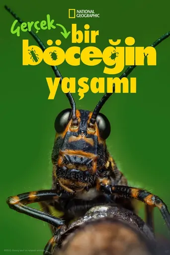 Gerçek Bir Böceğin Yaşamı Dizi izle