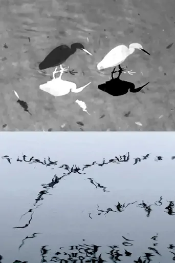Animal Studies (Egret / Seagull Reflection / Midges / Spider / Swans in a Line) Film izle