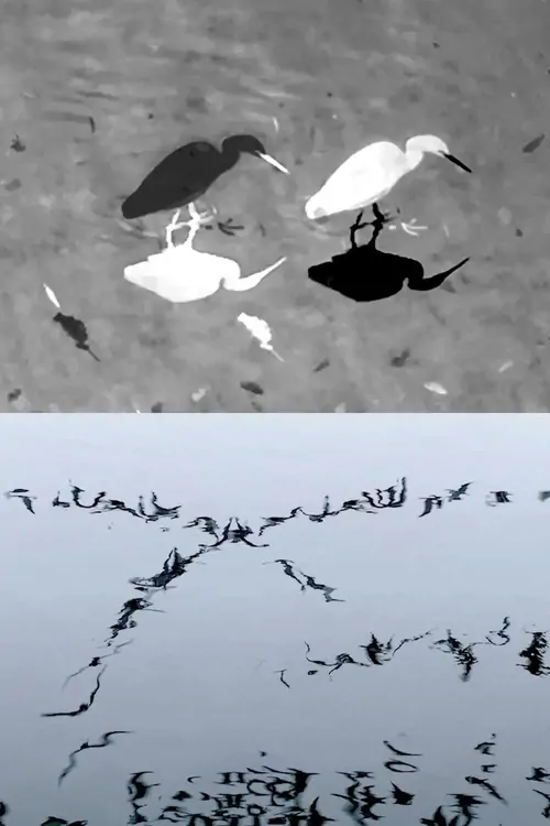 Animal Studies (Egret / Seagull Reflection / Midges / Spider / Swans in a Line)