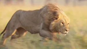 Lion 1. Sezon 4. Bölüm